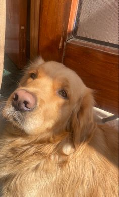 a brown dog laying on top of a floor next to a door