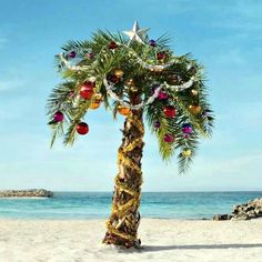 a palm tree sitting on top of a sandy beach