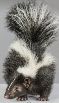 a skunka is standing on its hind legs and looking at the camera with long hair