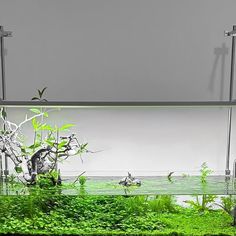 an aquarium filled with green plants and water