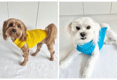 two dogs wearing sweaters on top of a white bed next to one dog in yellow and blue