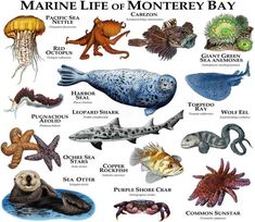 marine life of monterey bay poster with sea animals and their names in english or spanish