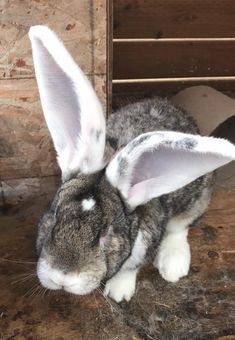 a gray and white rabbit sitting on top of a wooden floor next to a wall