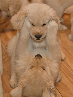 two puppies are playing with each other on the floor in front of another puppy