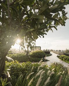 the sun shines brightly through the trees and shrubs on this boardwalk area that is surrounded by tall grass