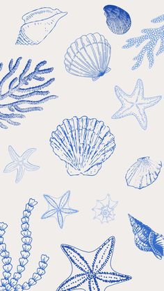 blue sea shells and starfish on a white background