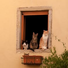 three cats are sitting in an open window