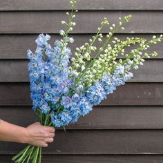 a person holding a bunch of blue flowers in their left hand, against a wooden wall