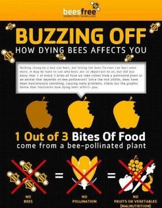 an info poster with the words buzzing off how dying bees affects you