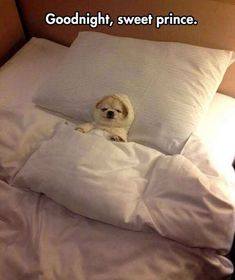 a small dog laying on top of a white pillow in a bed with the caption goodnight, sweet prince