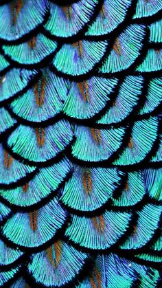 the feathers of a peacock are blue and green