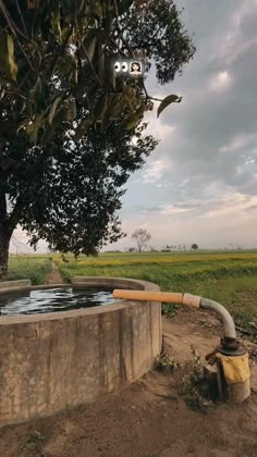 a tree that is sitting next to a water source in the dirt and grass area