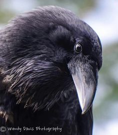 a close up of a black bird with a long beak