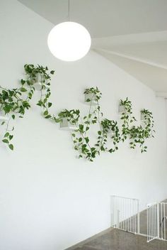 some plants are growing up the side of a white wall in a room with concrete flooring