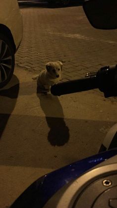 a small white dog sitting on the ground next to a parked car at night time