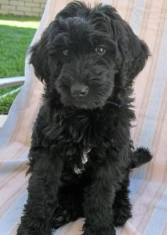 a small black dog sitting on top of a chair