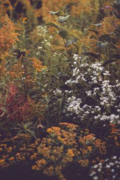 wildflowers and other plants in a field