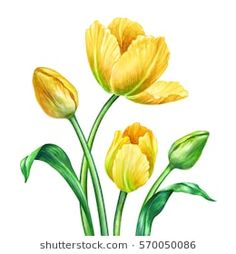 yellow tulips with green leaves painted in watercolor on white background, illustration