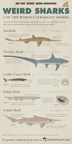 an old poster with different types of sharks on it's sides and the words weird shark