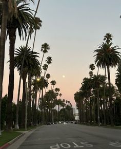 palm trees line the street as the sun sets