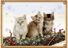 three kittens are sitting in the snow with blue eyes and one is looking at the camera