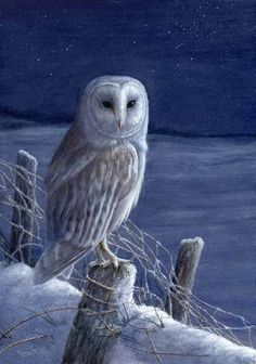 an owl sitting on top of a fence post in the snow at night with stars above