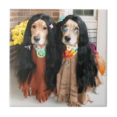 two dogs dressed up in costumes sitting next to each other on the front porch with pumpkins and flowers