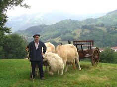 a man standing next to sheep on top of a lush green field