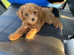 a small brown dog laying on top of a car seat