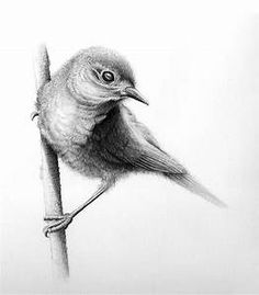 a pencil drawing of a bird sitting on a branch with its head turned to the side