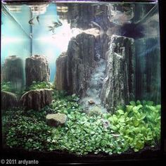 an aquarium filled with lots of plants and rocks