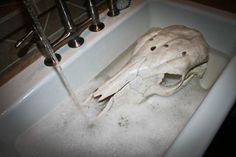 a white animal skull in a bathtub filled with water