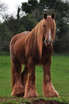 a large brown horse standing on top of a lush green field with trees in the background