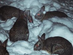 four rabbits are sitting in the snow and one is looking at something with red eyes