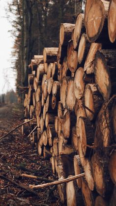 a pile of logs sitting on top of a forest floor