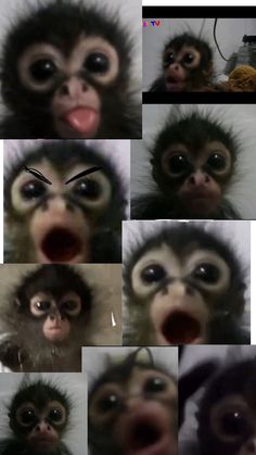 many different pictures of monkeys with their mouths open