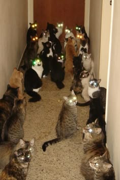 a bunch of cats that are standing in the hallway together and looking at each other