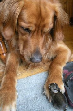 a brown dog laying on the floor next to a pair of shoes and a bird