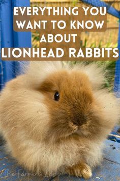 a brown and white rabbit sitting on top of a blue table