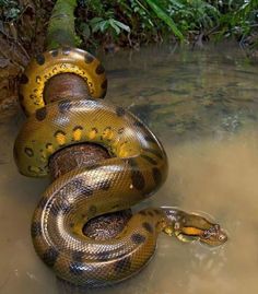 a snake that is laying down in the water