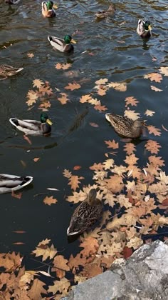 ducks are swimming in the water surrounded by leaves