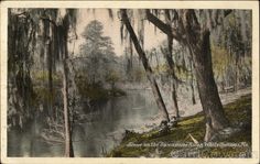 an old postcard with trees and water in the foreground, surrounded by moss