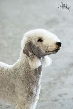 a white poodle standing on top of a wet ground