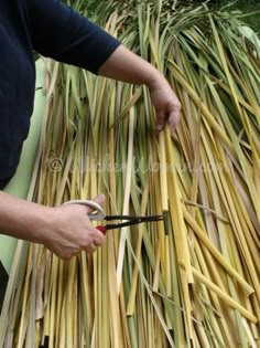 a person cutting grass with scissors in front of some plants and straw stalks on the ground