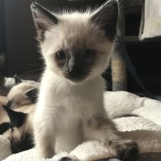 two kittens are sitting on a blanket and one is looking at the camera