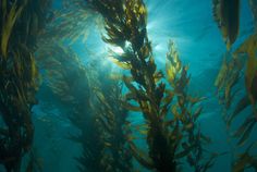 seaweed in the water with sunlight shining through it's branches and under the water surface