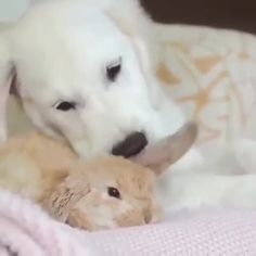 a white dog laying on top of a bed next to a baby bunny and an orange cat