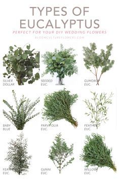 the different types of eucalyptus plants and their names are shown in this poster, which is also