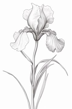 Dive into the world of botanical art with this beautifully detailed pencil sketch of an iris flower. Its delicate petals and graceful lines make it a perfect inspiration for artists, garden enthusiasts, and anyone who appreciates the subtle beauty of floral illustrations. Ideal for a serene wall art piece or a creative project reference. #BotanicalDrawing #IrisSketch #FlowerArt #PencilIllustration #NatureInspired How To Draw Iris Flower, Iris Line Drawing, Iris Ink Drawing, Flower Line Drawing Botanical Illustration, Iris Flower Line Drawing, Botanical Illustration Black And White, Serene Wall Art