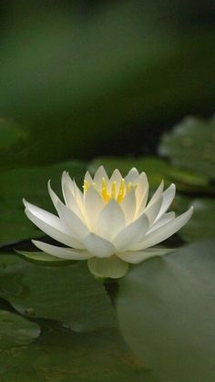 a white water lily floating on top of green leaves